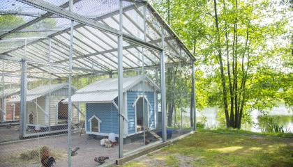 Kanoja seisoskelee isossa häkissä Sorsapuistossa lammen rannalla.