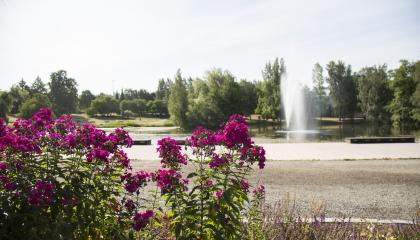 Sorsapuiston kukkia ja suihkulähde.