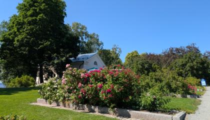 Arboretumin kukkia rinteessä.