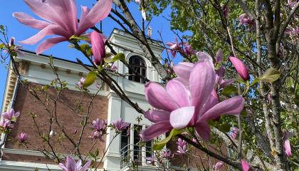 Hatanpään kartanon puita kukassa.
