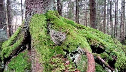 Maraskuun metsän ja sammalta.