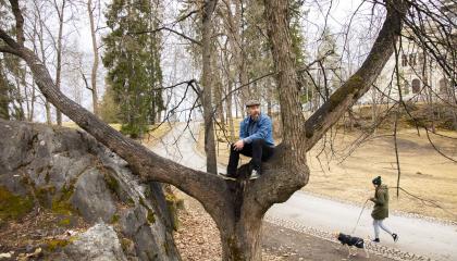 Kaupunginpuutarhuri Timo Koski istuu puussa ja katselee maisemia