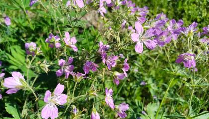 Violetteja kesäkukkia