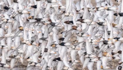 Lentävä suokukkoparvi