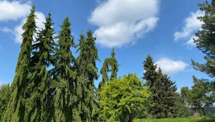 Jalokuusia ja muuta puustoa Nekalan vanhan taimiston alueella.