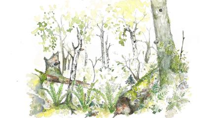 Lahopuita, saniasia ja kääpiä puun rungoilla.