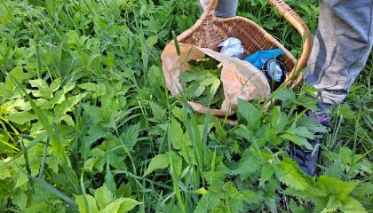 Vuohenputkia ja nokkosia niityllä, korissa villivihanneksia.