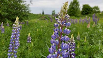 Sinisiä lupiineja joutomaalla.