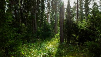 Aurinko valaisee kuusimetsää.