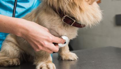 Eläinlääkäri kuuntelee stetoskoopilla pientä koiraa.