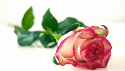 Kuvituskuva ruususta.