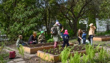Haiharan ryytimaalla on paljon taimien istuttajia.