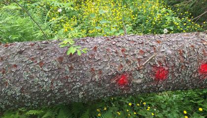 Ruskea purua puun rungolla.