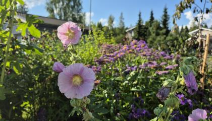 Kukkia luonnon monimuotoisuutta suosivalla pihalla elokuussa. 