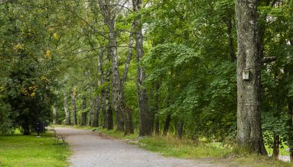 Puiden reunustama polku Eteläpuistossa.