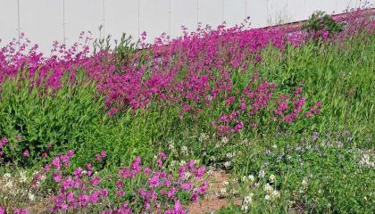 Punaisia ja valkoisia kukkia niityllä.