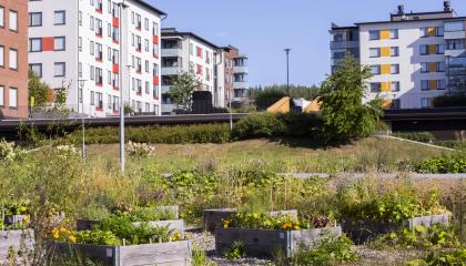 Kerrostaloja, niittyä ja viljelylaatikoita Sahavainionpuistossa.