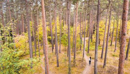 Ulkoilija Pyynikin männikössä polulla syksyllä.