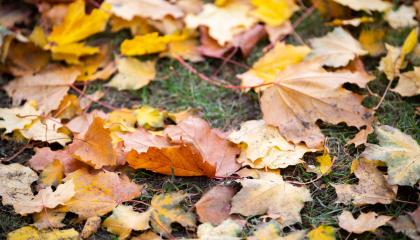 Vaahteran lehtiä nurmikolla.