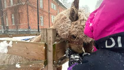 Alpakoita Lielahden kartanolla Hiedanrannassa.