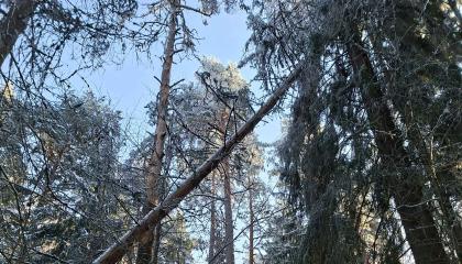 Konkeloon kaatunut puu Pyynikillä.