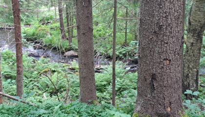 Puro, puita ja vihreää aluskasvillisuutta.