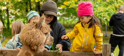 Nainen ja kaksi lasta syöttävät puuaitauksessa olevaa alpakkaa vehreässä syysmaisemassa