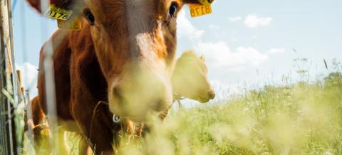 Hieho laiduntaa Iidesjärven rantaniityllä. 