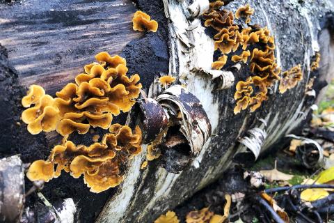 Lahoavasta puusta kasvaa sieniä ja kääpiä.