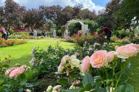 Ruusuryhmiä ja vaaleanpunaisia ruusuja ruusutarhan portin päässä.