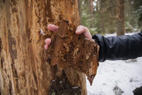 Puun runko ja kaarnaa henkilön kädessä.