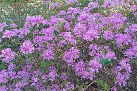 Kukkivia, fuksian punaisia atsaleoita.