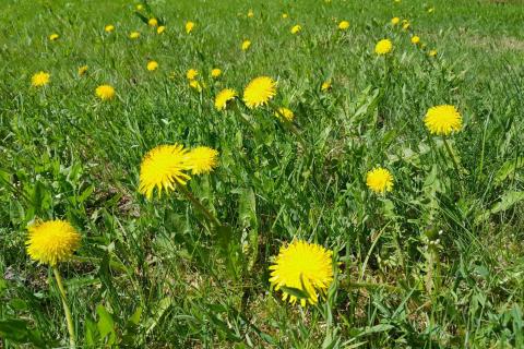 Kukkivia voikukkia nurmikolla.