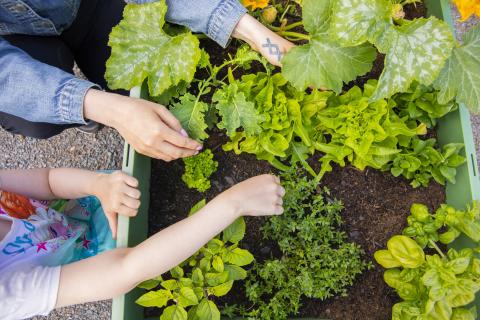 Close-up of Elena and Anna tending the seedlings in their growing box 