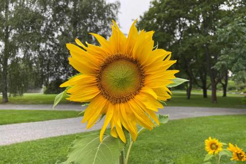 Kukkiva auringonkukka arboretumissa.