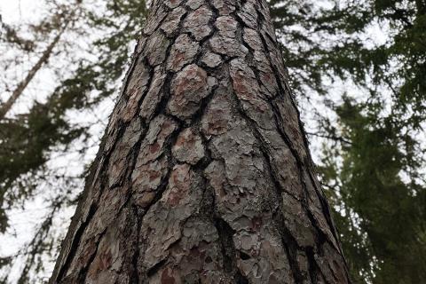 Kintulammella läheltä kuvattu mänty ja sen runko.