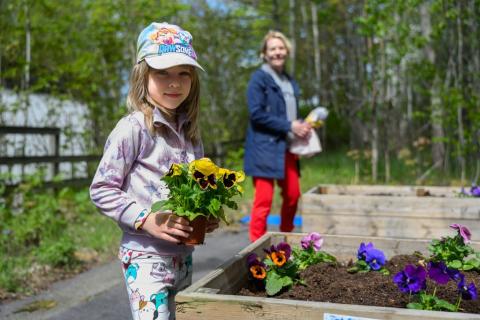 A girl is planting pansies in the planter boxes at Haihara. Her mother is standing in the background.