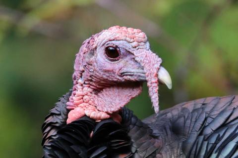 Pronssikalkkuna lähikuvassa