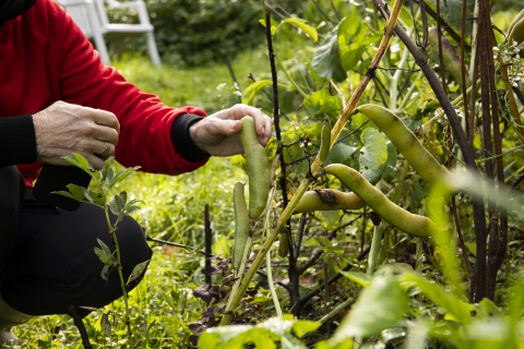 A person checking broad beans on a community garden.