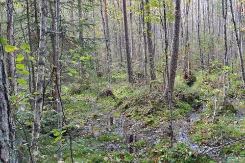 Korpirämettä Petäjässuolla.