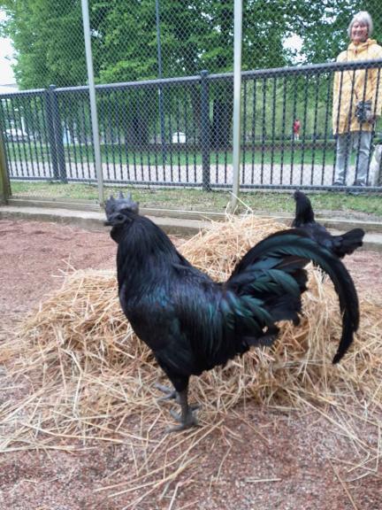 Musta ayam cemani -kukko lintutarhassa.