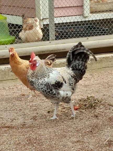 Mustavalkoinen Easter Egger -kukko ja ruskea kana. 